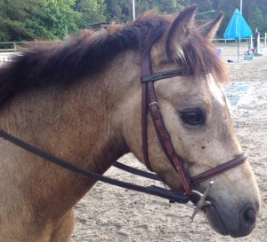 Meet Uber, a new lesson horse at CCA!
