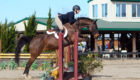 Portia horse show leases