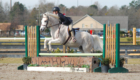 Alfie_Horse Show Leases