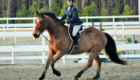 TravlerBud_HorseShowLeases