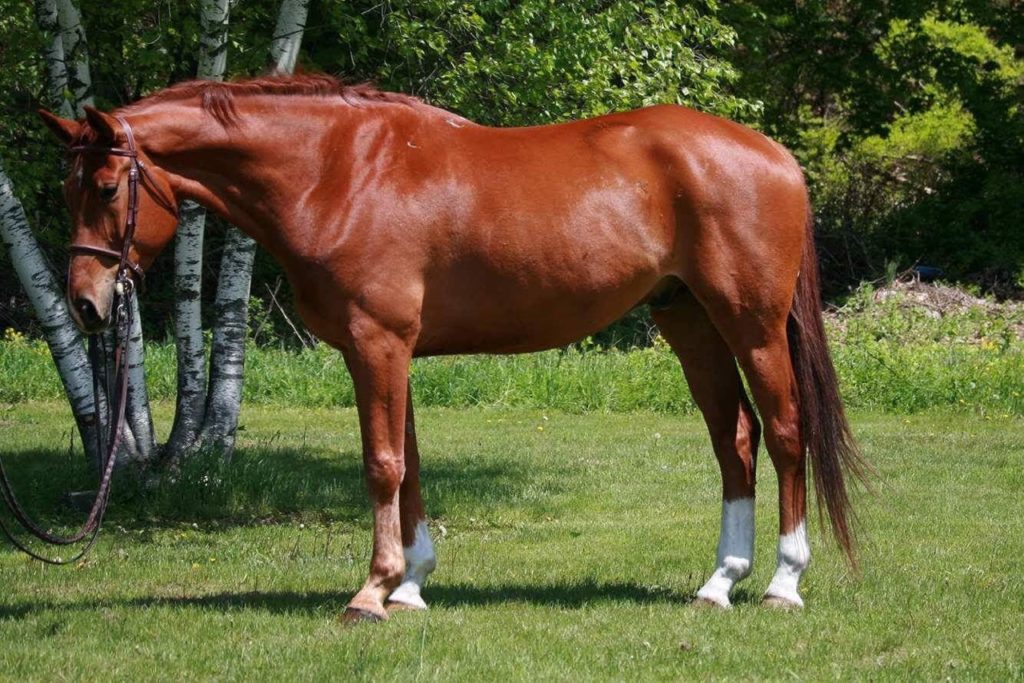 Copperdini_Horse Show Leases